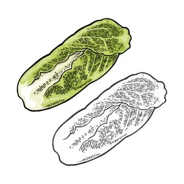Fresh head of napa cabbage. Vector black vintage engraving Ilustración de archivo