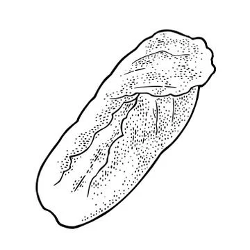 Fresh head of napa cabbage. Vector black vintage engraving Ilustración de archivo