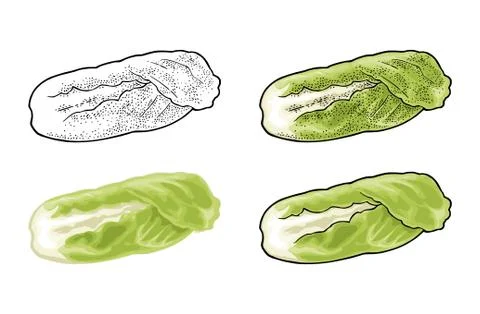 Fresh head of napa cabbage. Vector black vintage engraving Ilustración de archivo