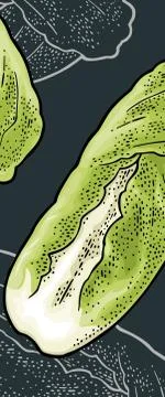 Fresh head of napa cabbage. Vector vintage engraving Ilustración de archivo