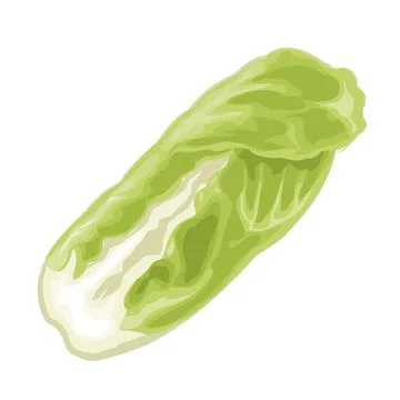 Fresh head of napa cabbage. Vector color flat illustration Ilustración de archivo