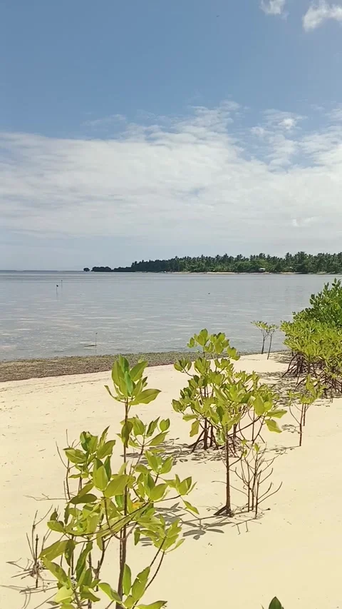 Fresh Heading Into Sand Beach With Coconut Tree, Daylight Summer Stock Footage 332577153