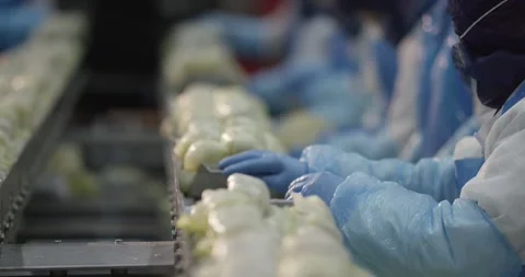 Fresh heads of lettuce being checked by gloved hands at a vegetable processing Stock Footage 339972941