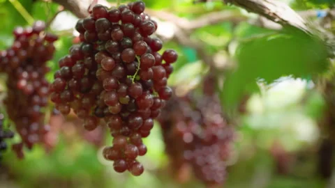 Fresh healthy fruit growing in a tropical vineyard in Thailand. Stock Footage 323196953