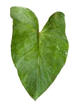 Fresh healthy Taro root leaf and background white Stock Illustration