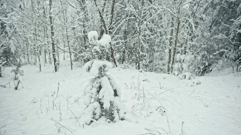 Fresh heavy snow in winter forest. Video stock 83928186