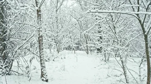 Fresh heavy snow in winter forest. Stock Footage 83928281