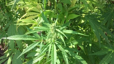 Fresh hemp plant 動画素材 118668639