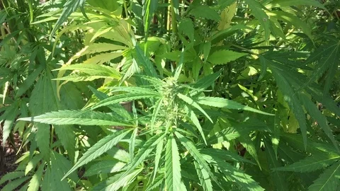Fresh hemp plant 動画素材 118668842