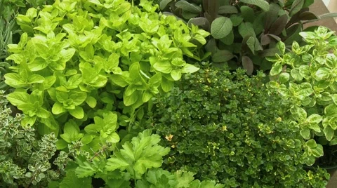 FRESH HERB GARDEN Vidéo 58943593