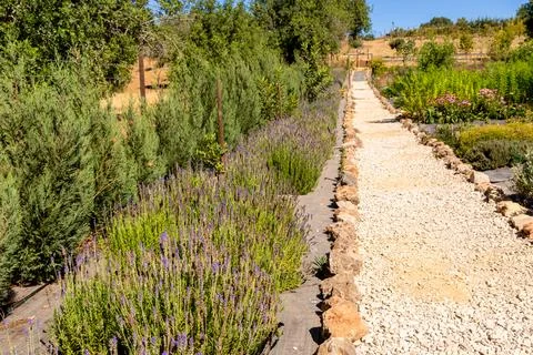 Fresh Herb Garden Stock Photos