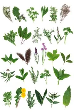 Fresh Herb Selection Stock Photos