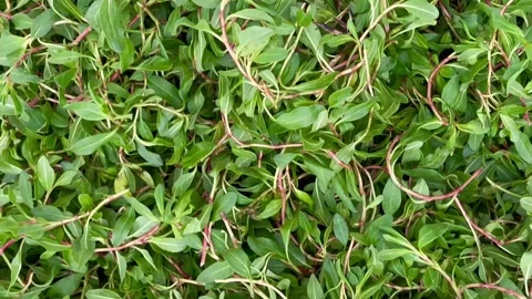 Fresh herb spice Stock Footage 240427450