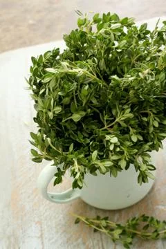 Fresh herb thyme Stock Photos