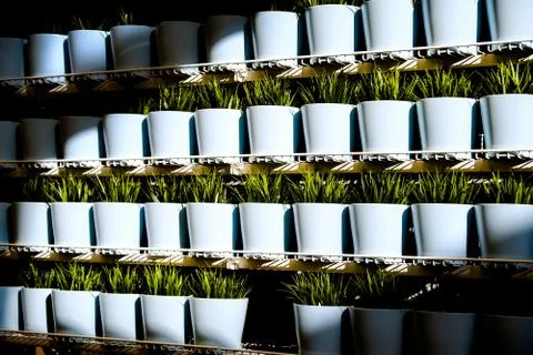Fresh herbs in ceramic pots. Different types of spice plants in ceramic pots. Stock Photos