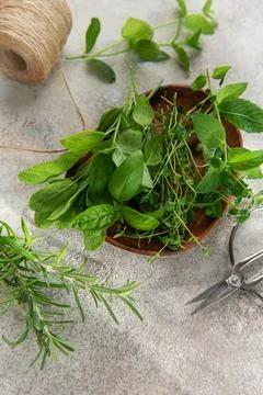 Fresh herbs from garden on rustic surface with scissors Stock Photos
