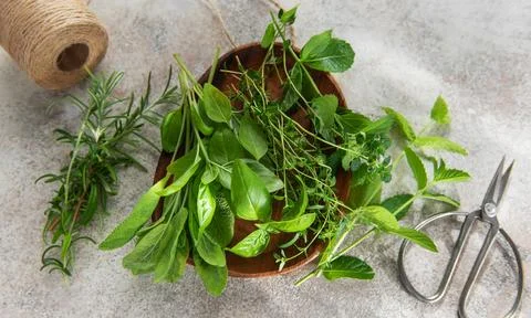 Fresh herbs from garden on rustic surface with scissors Stock Photos