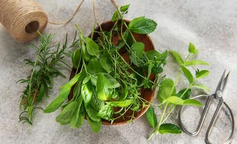Fresh herbs from garden on rustic surface with scissors Stock Photos