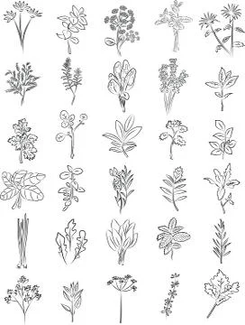 Fresh herbs 스톡 일러스트