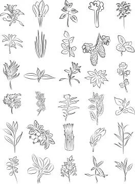 Fresh herbs 스톡 일러스트