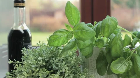 Fresh herbs in the kitchen, tracking shot HD Stock Footage 20541055