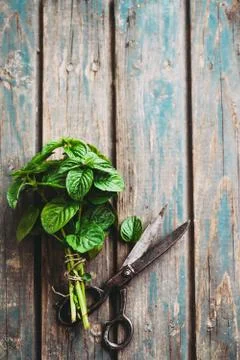 Fresh herbs.  mint in rustic setting. Fresh mint on table Stock Photos