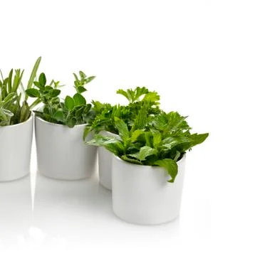 Fresh herbs Stock Photos