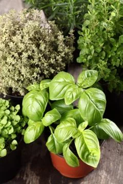 Fresh herbs Stock Photos