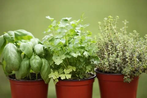 Fresh herbs Stock Photos