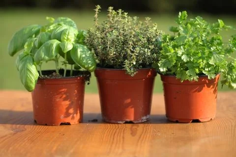 Fresh herbs Stock Photos