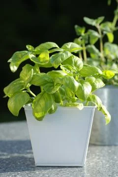 Fresh herbs Stock Photos