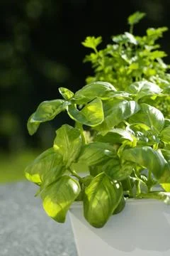 Fresh herbs Stock Photos