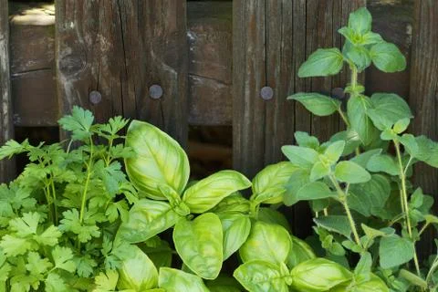 Fresh herbs Stock Photos