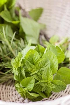 Fresh herbs Stock Photos