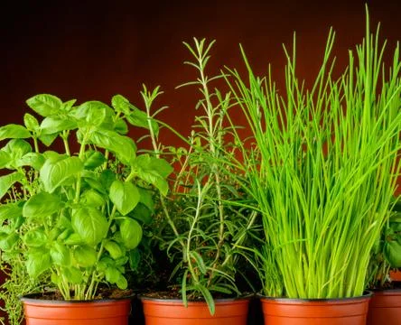 Fresh herbs Stock Photos