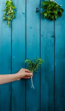 Fresh herbs Stock Photos