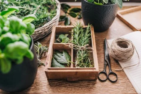 Fresh herbs Stock Photos