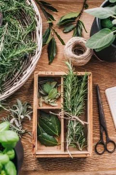 Fresh herbs Stock Photos