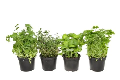 Fresh herbs Stock Photos