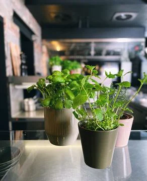 Fresh herbs Stock Photos