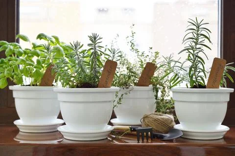 Fresh herbs in pot Stock Photos