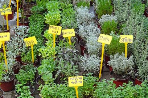 Fresh herbs in pots Stock Photos