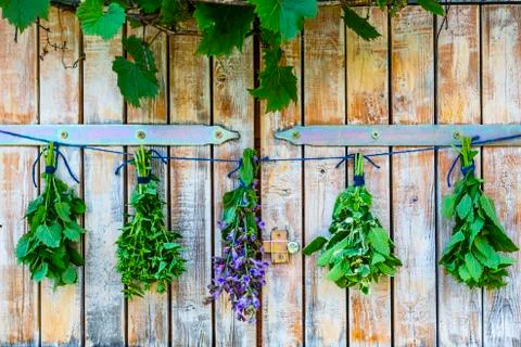 Fresh herbs prepared for drying. Stock Photos