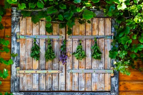 Fresh herbs prepared for drying. Stock Photos