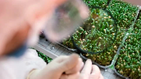 Fresh herbs sprouted on the coco substrate. Microgreens, healthy eating concept Stock Footage 168438409