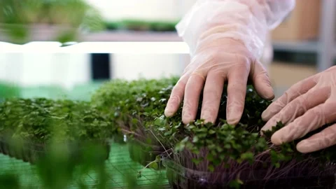 Fresh herbs sprouted on the coco substrate. Microgreens, healthy eating concept Stock Footage 168489117