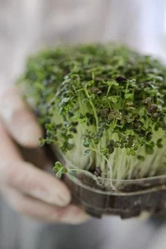 Fresh herbs sprouted on coconut substrate. Microgreens, healthy food concept Stock Photos