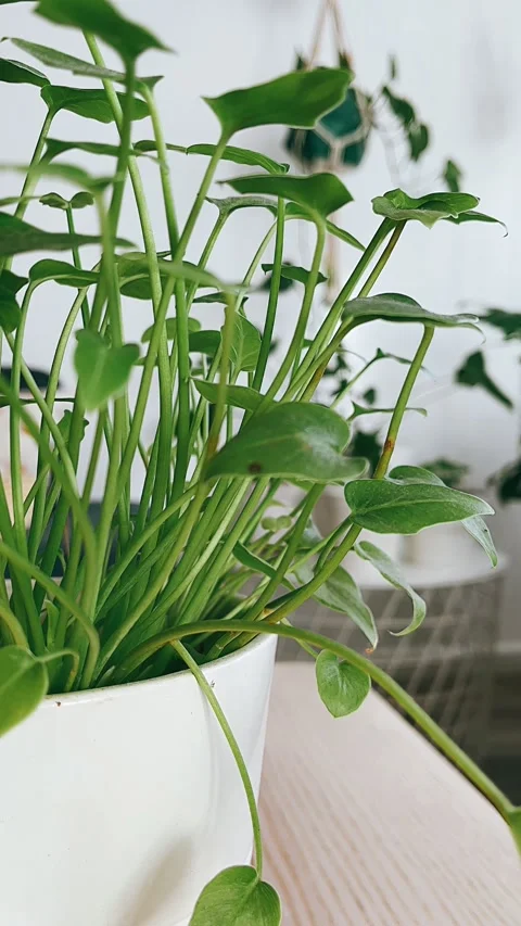 Fresh herbs on a table, plant, leaf, isolated, herb, nature, Stock Footage 232612289