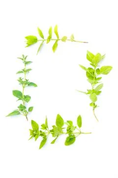 Fresh herbs on white background Stock Photos