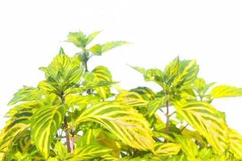 Fresh herbs on white background Stock Photos